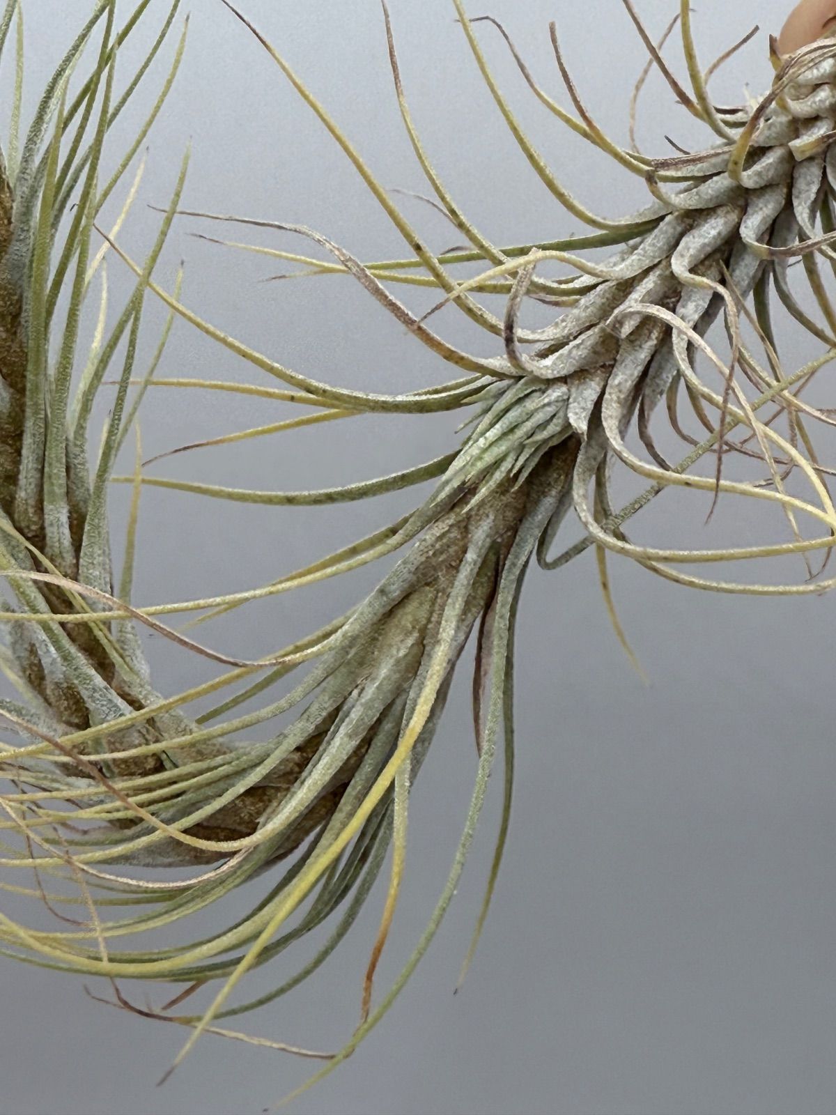 ドミンゴ フンキアナ（Tillandsia Domingo's Funckiana） チランジア