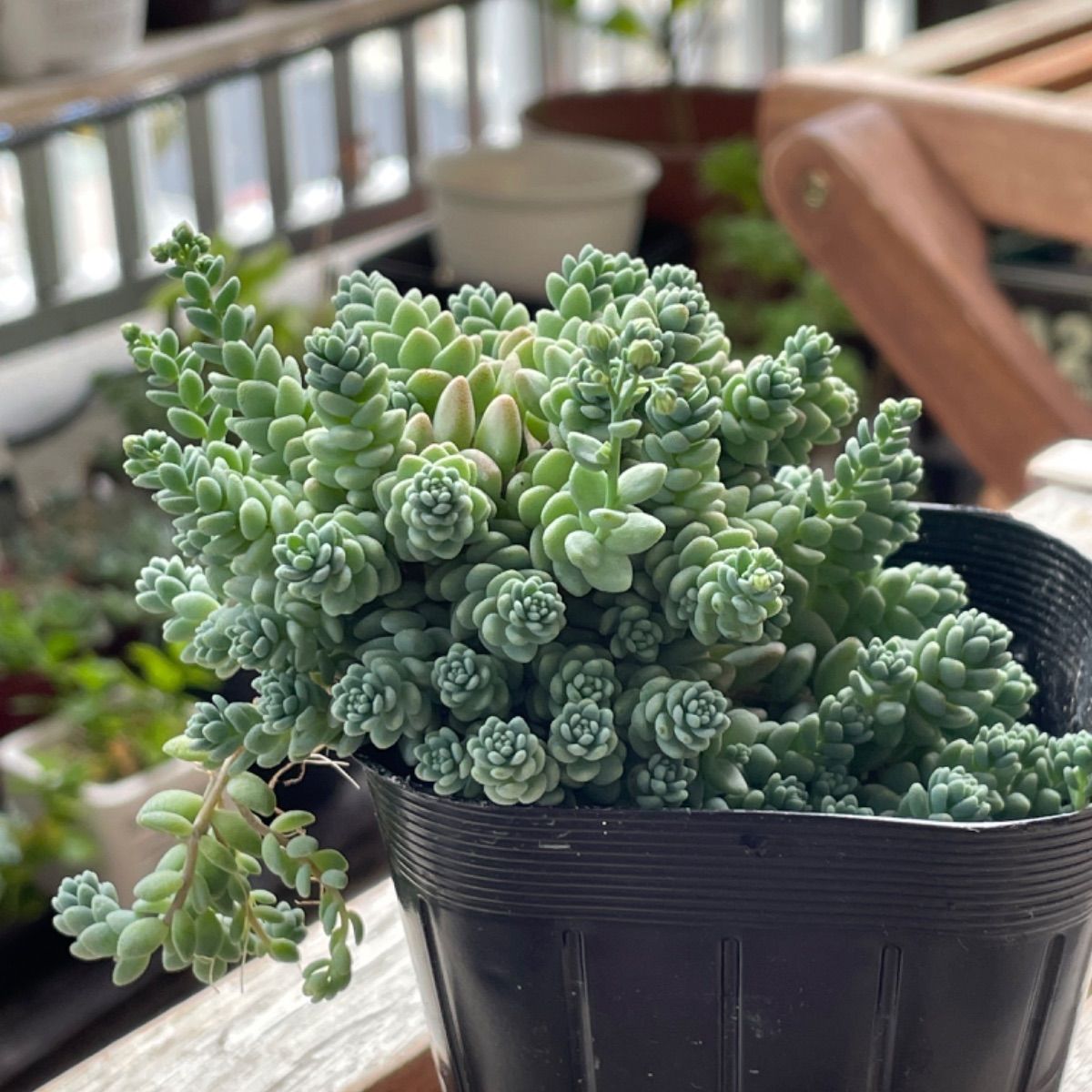 多肉植物 マジョール❣️セール❗️抜き苗 - メルカリ