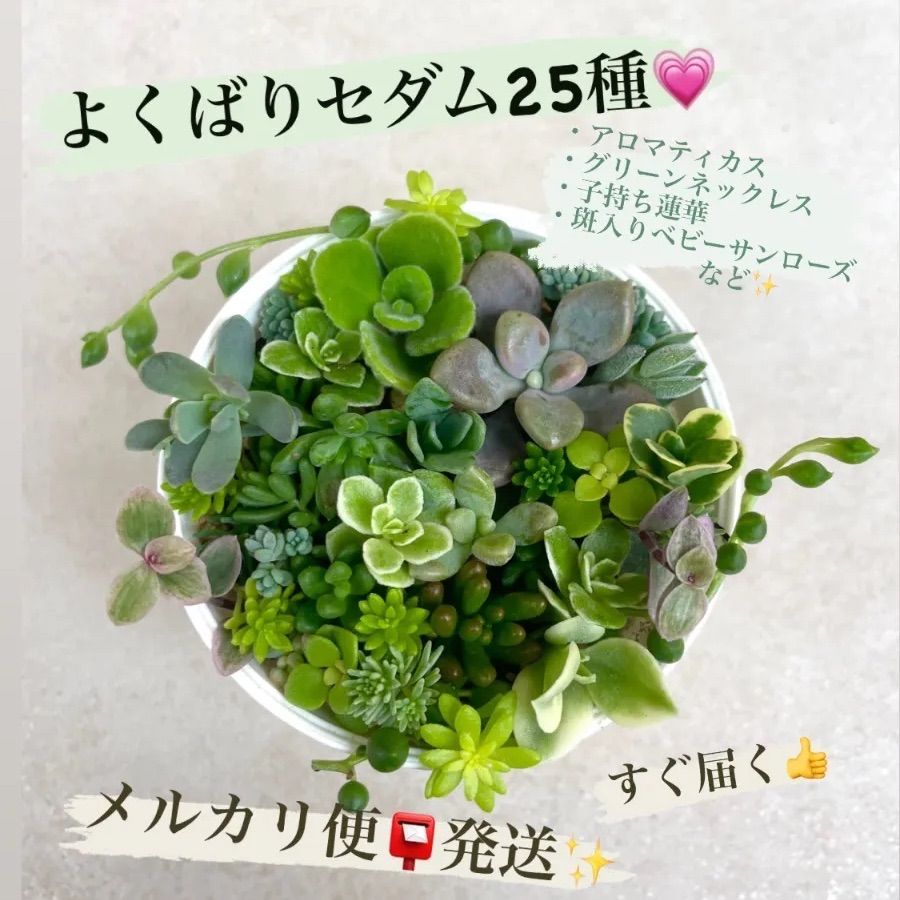 よくばりセダム25種♡多肉植物♡寄せ植えセット♡アロマティカス