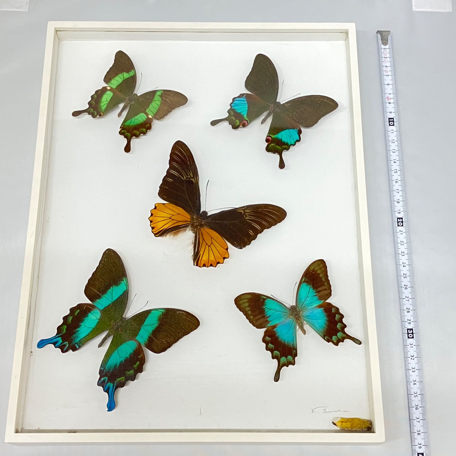 ★palpal★タカネクジャクアゲハ ♀標本 ★北ビルマ産★大型美麗完全品 Yahoo!オークション - 外国産蝶 未展翅標本 タカネクジャク