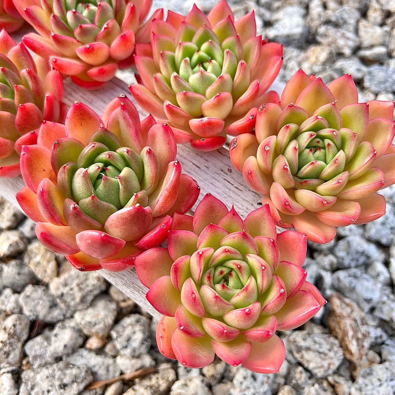 再再販！ 多肉植物 韓国苗 くるん 発送は金曜日様 - 観葉植物