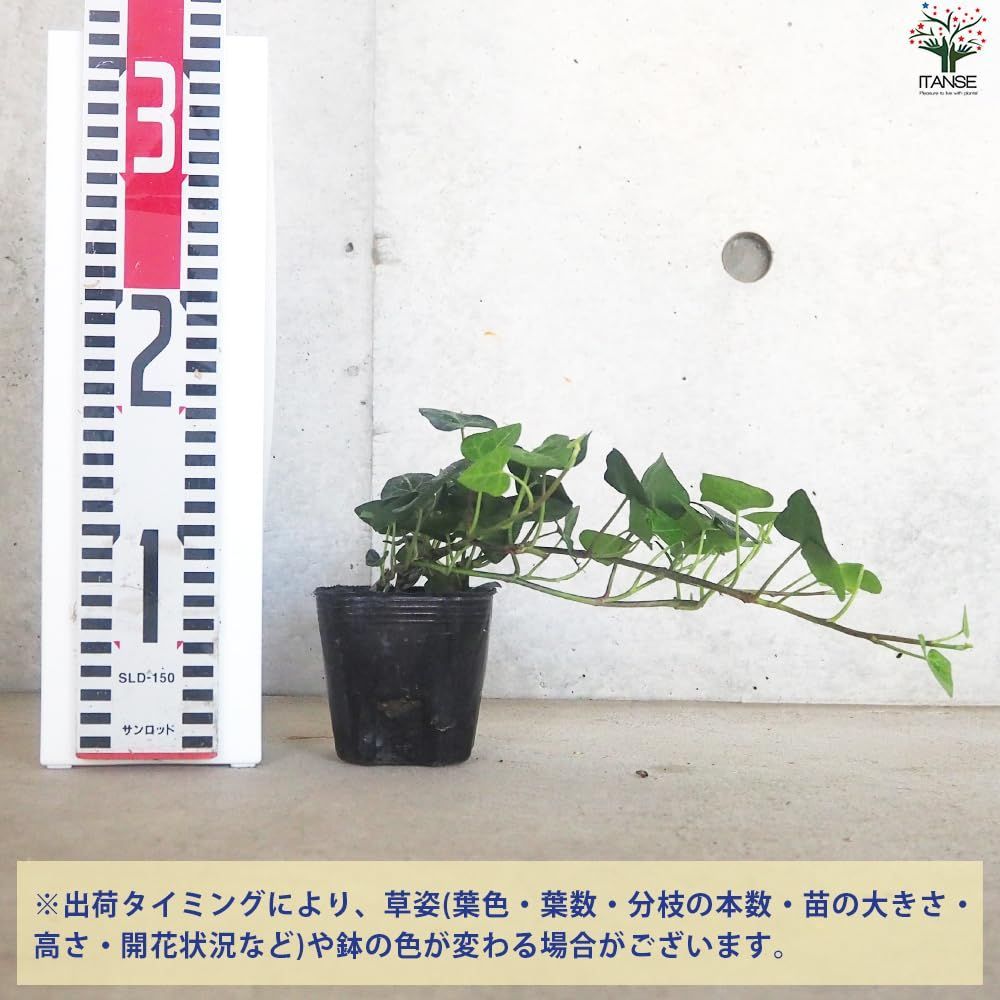 数量限定】耐寒性常緑つる性多年草/原生地：ヨーロッパ～西