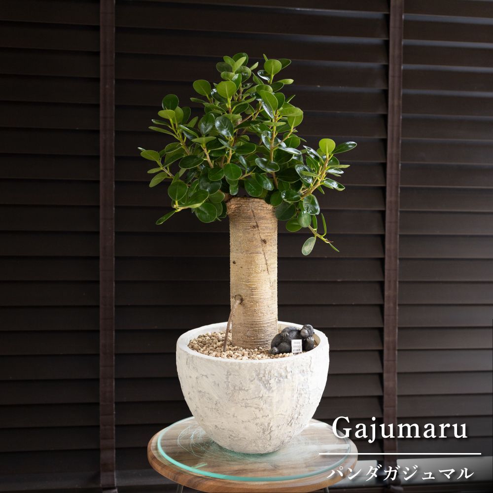 幹太】パンダガジュマル 7号 陶器鉢 ピック付 観葉植物