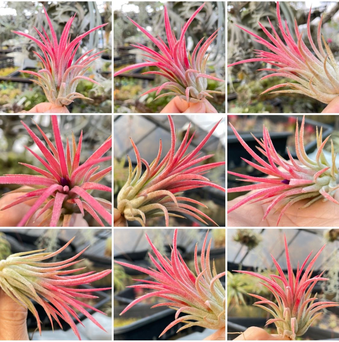 チランジア イオナンタ ホットピンク T. ionantha Hot Pink - メルカリ