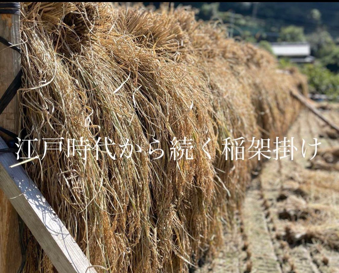 農薬化学肥料除草剤不使用　令和7年度新米　愛媛県産にこまる　天日干し米 20kg 農薬化学肥料除草剤不使用 令和6年度新米 愛媛県産ヒノヒカリ稲架掛け