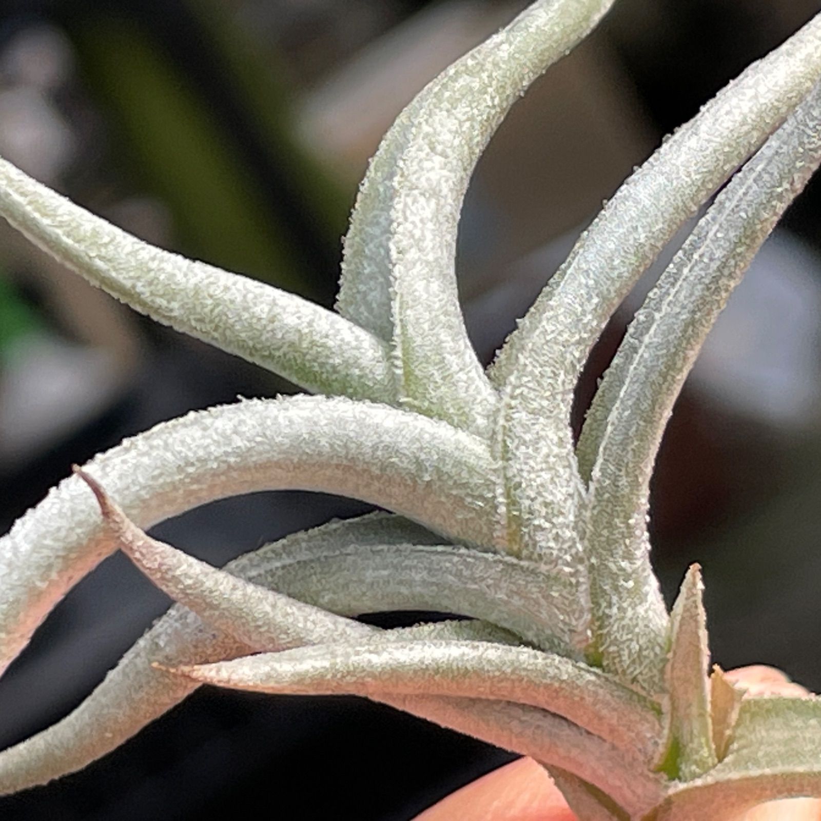 HR＊チランジア ヒルタ v. ヒルタ Tillandsia hirta var. hirta