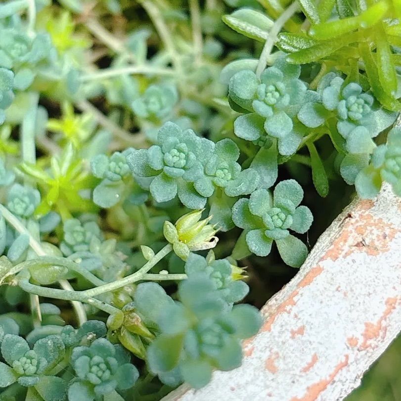 多肉植物 セダム レア ブルーカデット カット苗 - メルカリ