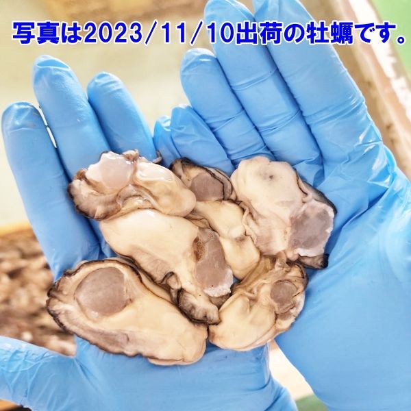 「生食用牡蠣剥き身 ２本で１kg」宮城県産 牡蛎むき身 松島牡蠣屋 カキ生食用牡蠣 牡蠣生食用 カキ 牡蛎 BBQ  kaki 松島牡蠣屋 漁師直送 かき バーベキュー海産物 海鮮 貝類
