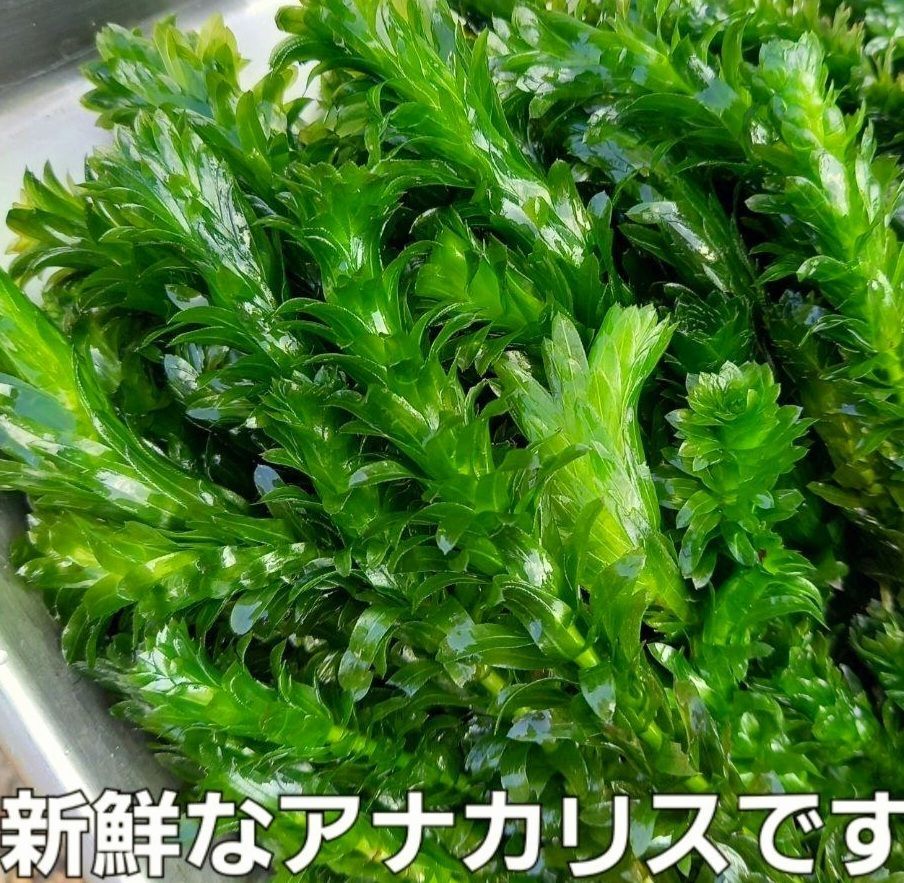 天然アナカリス 400本 おまけ付き ビオトープ メダカ 金魚 鯉 水草