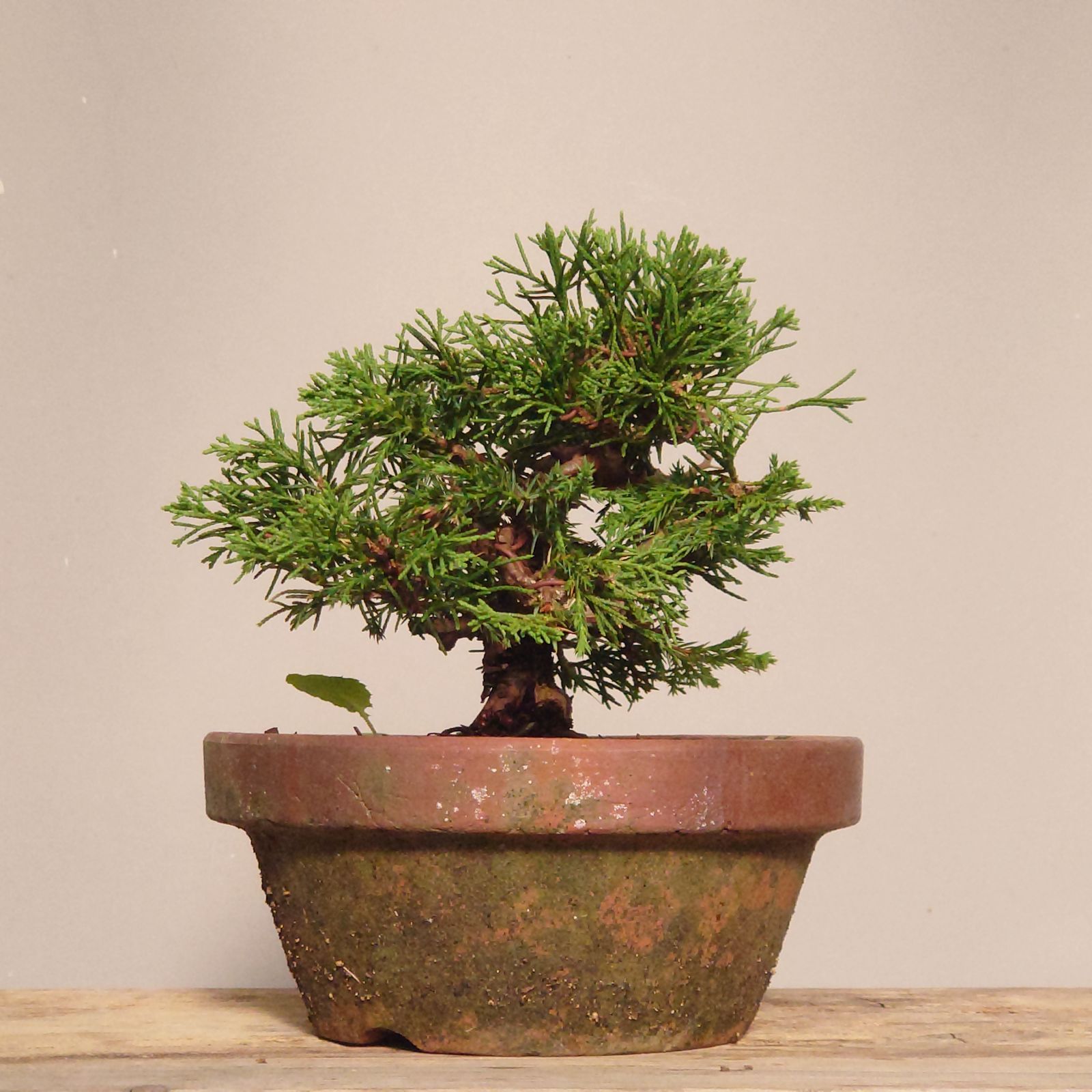 柏さま専用 樹高50㎝黒松盆栽】真柏 ⭕REPO155様、専用❗ 樹高