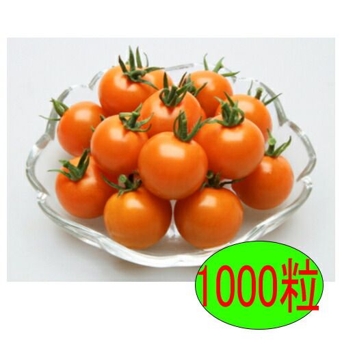 入荷次第出荷 カネコ種苗 オレンジパルフェ 1000粒