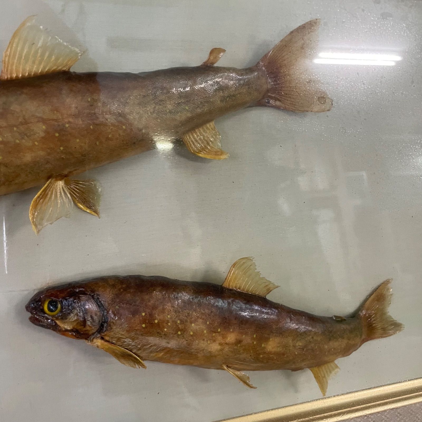 ♭ 魚 剥製 額入り 標本 壁掛け インテリア - メルカリ