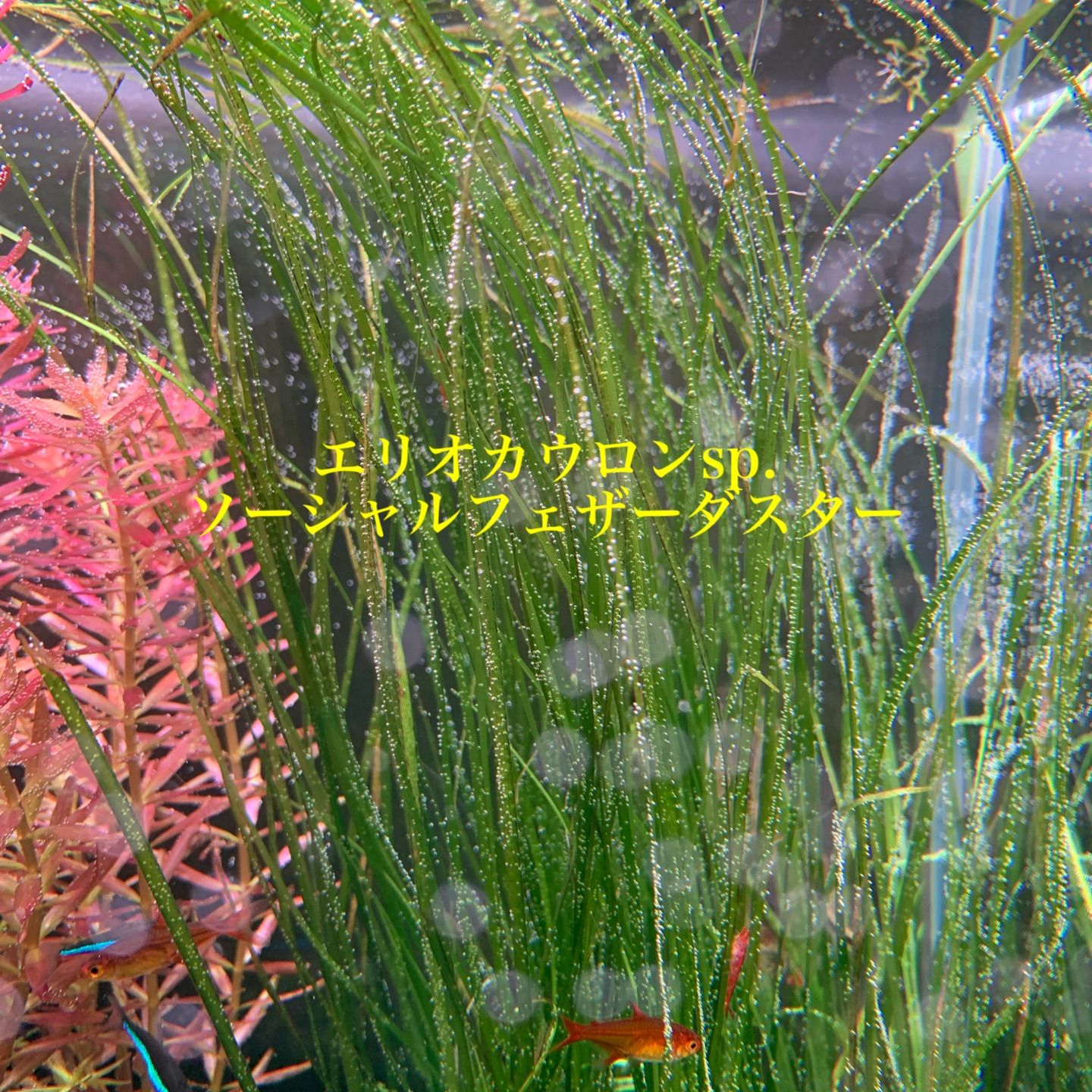 エリオカウロンsp.ソーシャルフェザーダスター(水中葉)(無農薬