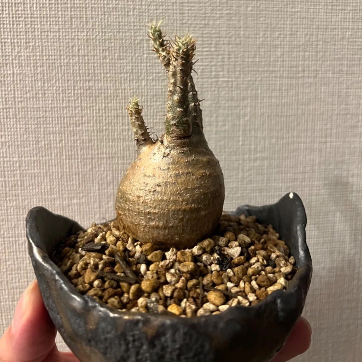グラキリス7】発根済み お洒落な鉢付き 塊根植物 現地球 - メルカリ