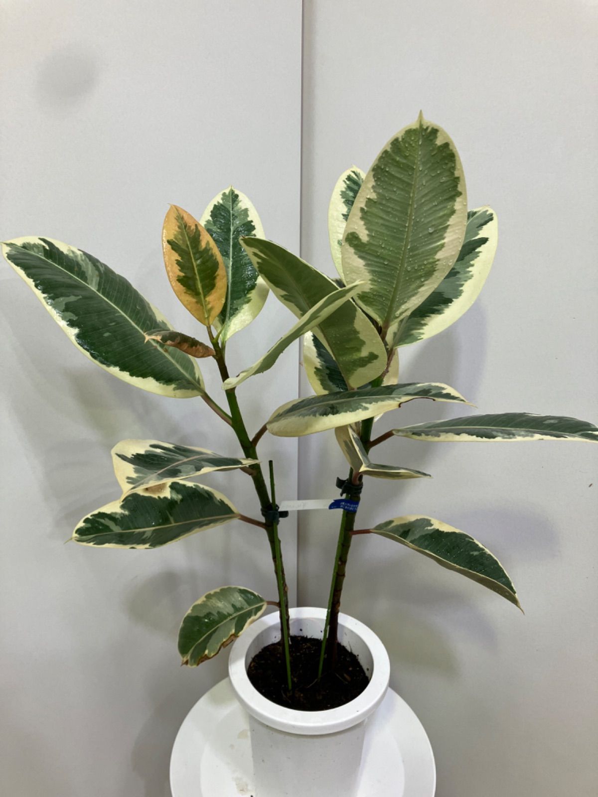 光触媒 人工観葉植物 フェイクグリーン ウッドボックスゴムの木1.8