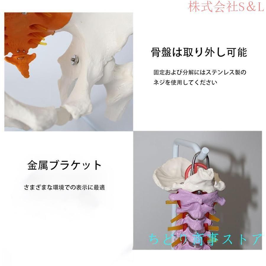 脊髄骨盤模型 実物大 色付きの柔軟な脊椎解剖モデル 折り曲げ可能 人体模型