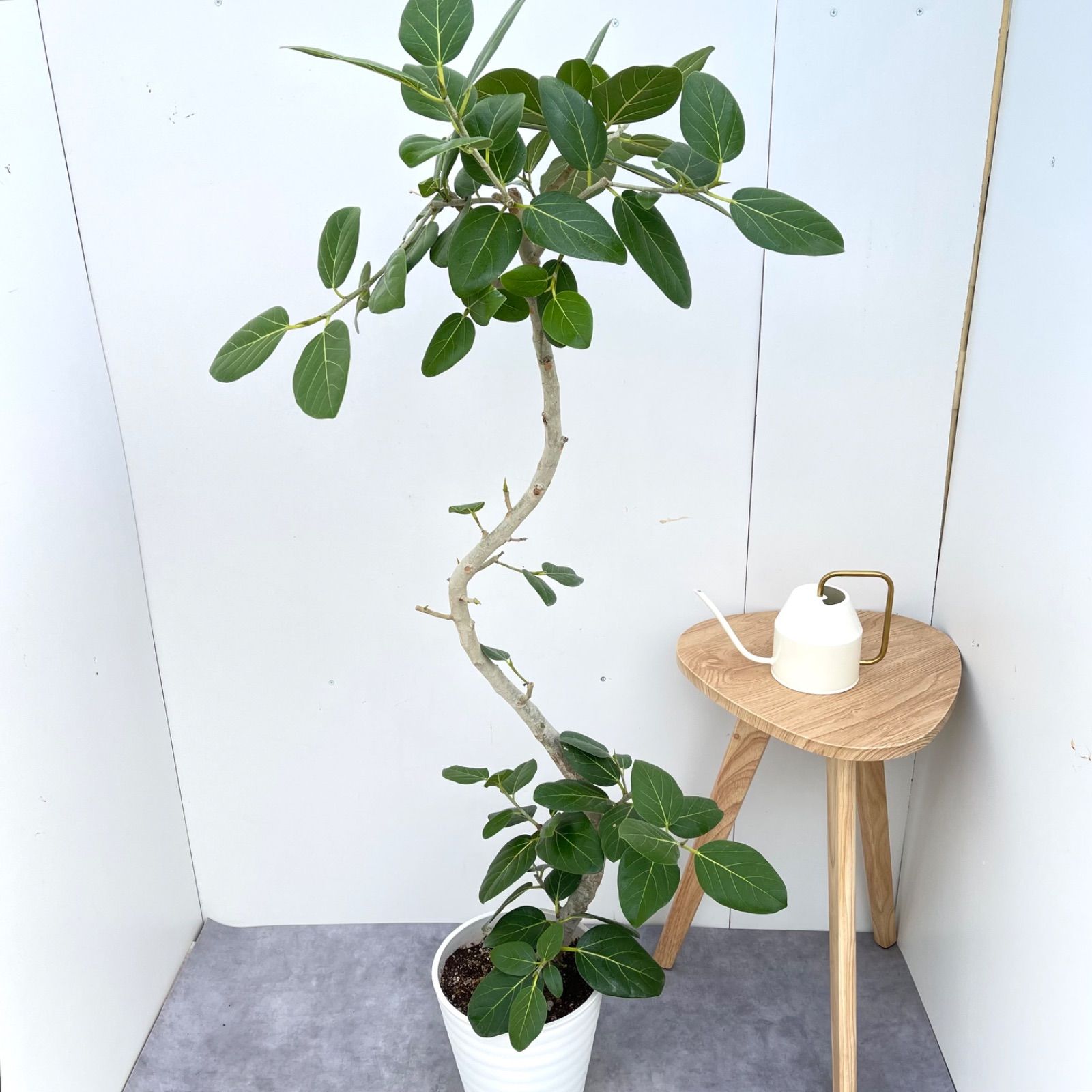 大型 オーガスタ 美形 3株仕立て 観葉植物 カッシーナ アクタス