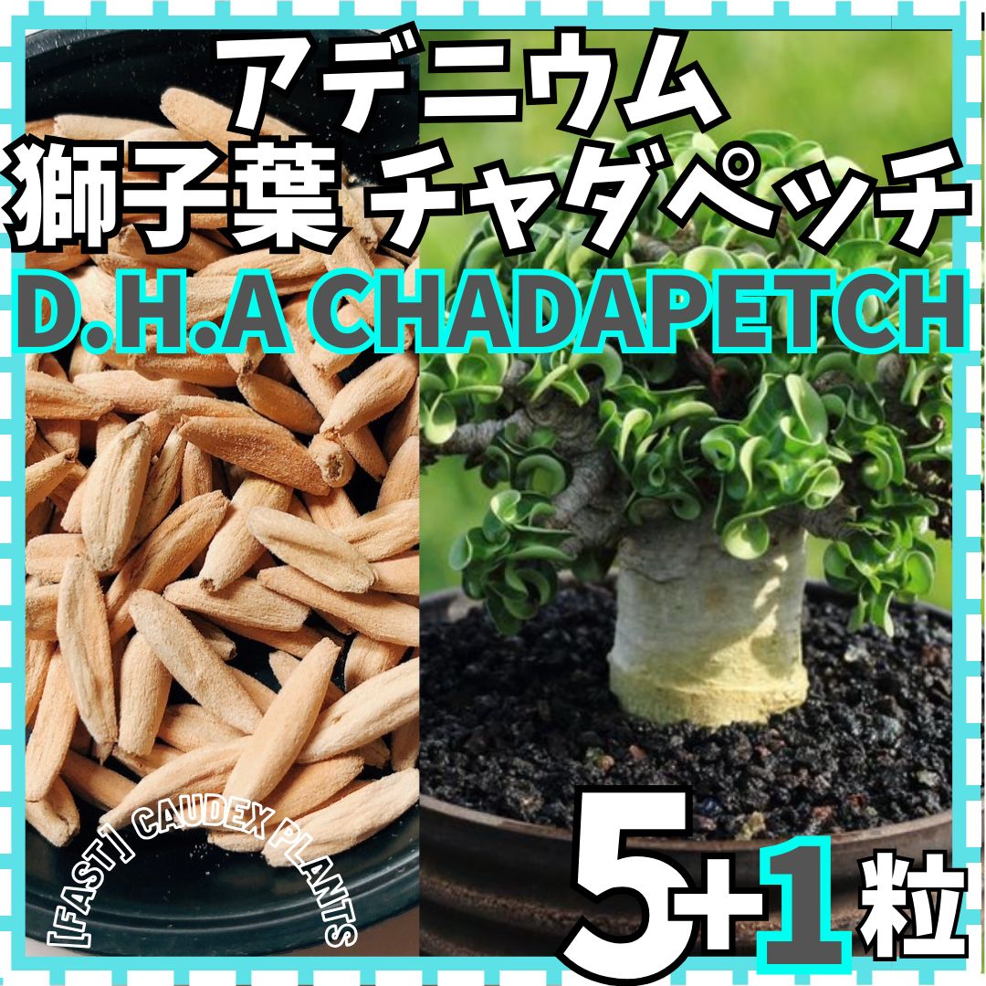 獅子葉】ドーセット ホーン アデニウム （DHA）の種（5粒） livevenues.co