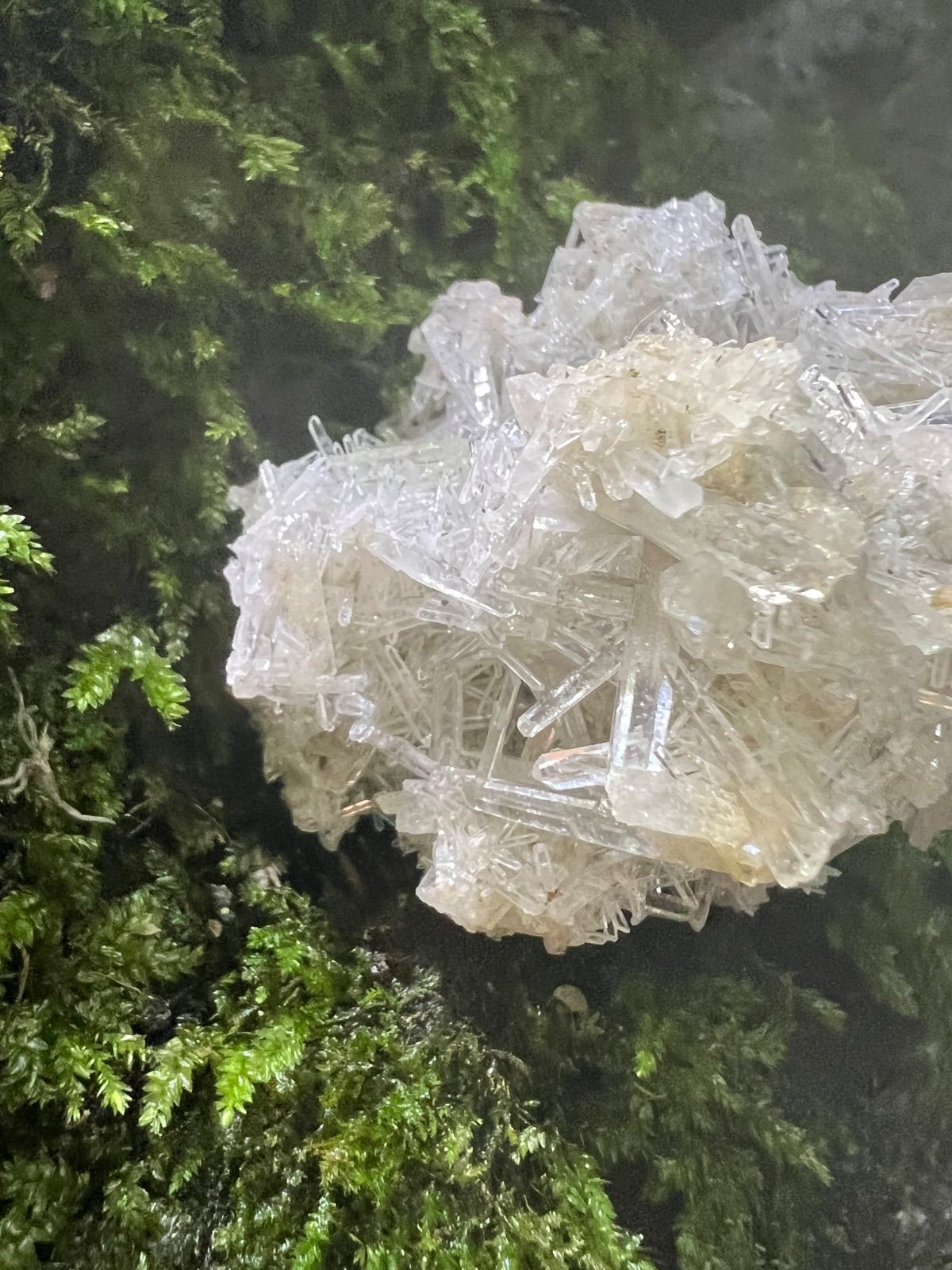 龍脈の精髄 ― クラスター「細針の聖域」保護猫活動支援 人と猫