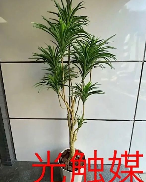 光触媒 人工観葉植物 ウォールグリーン フェイクグリーン ユッカツリー