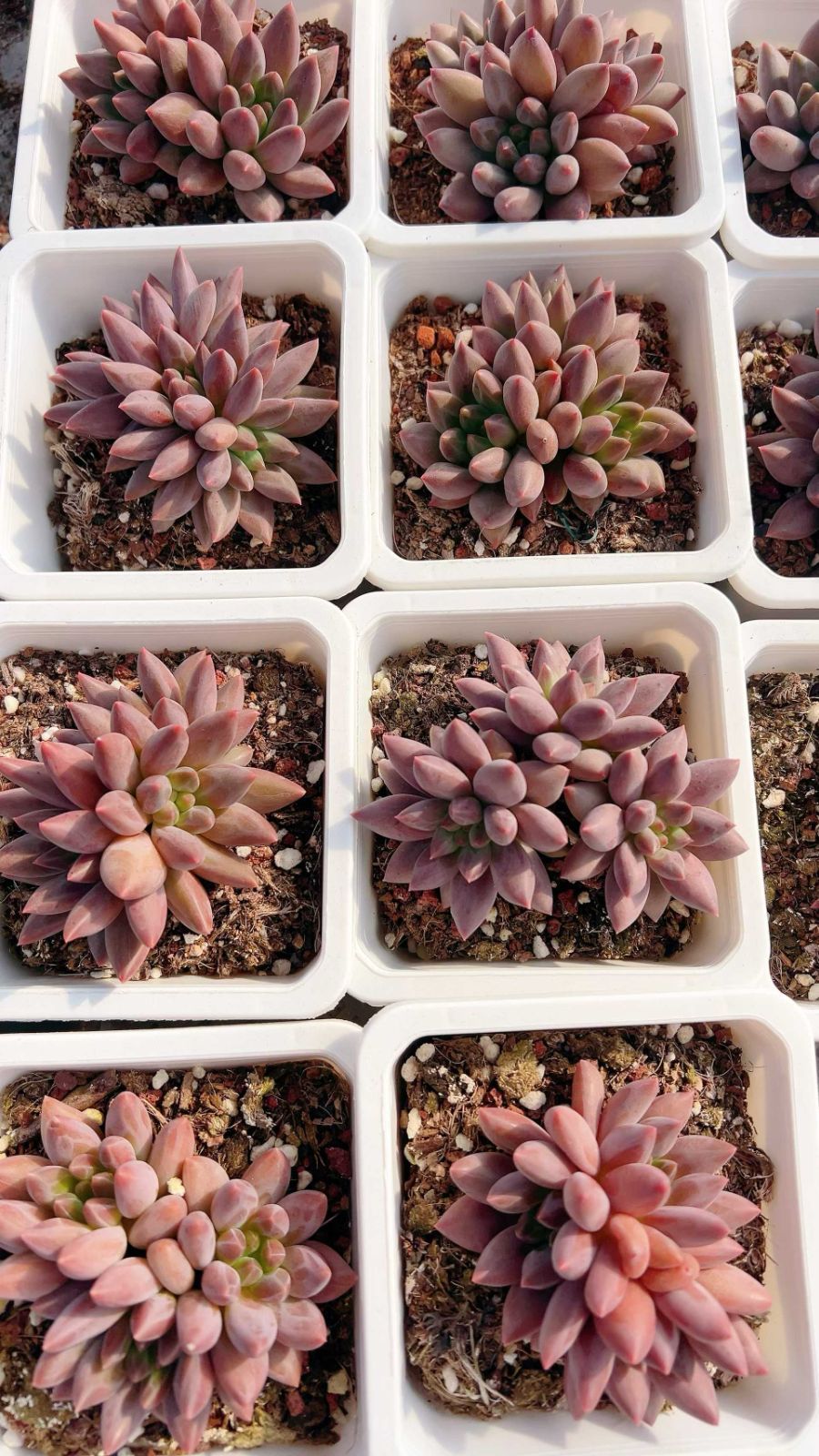 20株の抜き苗セット 赤とんぼ群生 多肉植物 佐川急便発送 エケベリア 韓国苗 LL2477