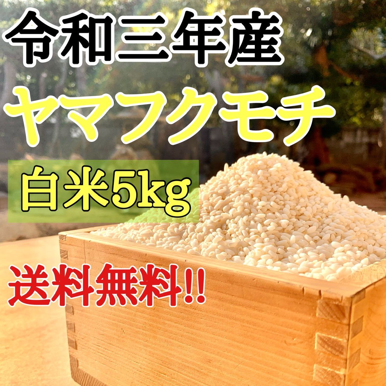 令和5年産 キヌヒカリ 新米 白米 5キロ 淡路島産 5kg - 米・雑穀・粉類