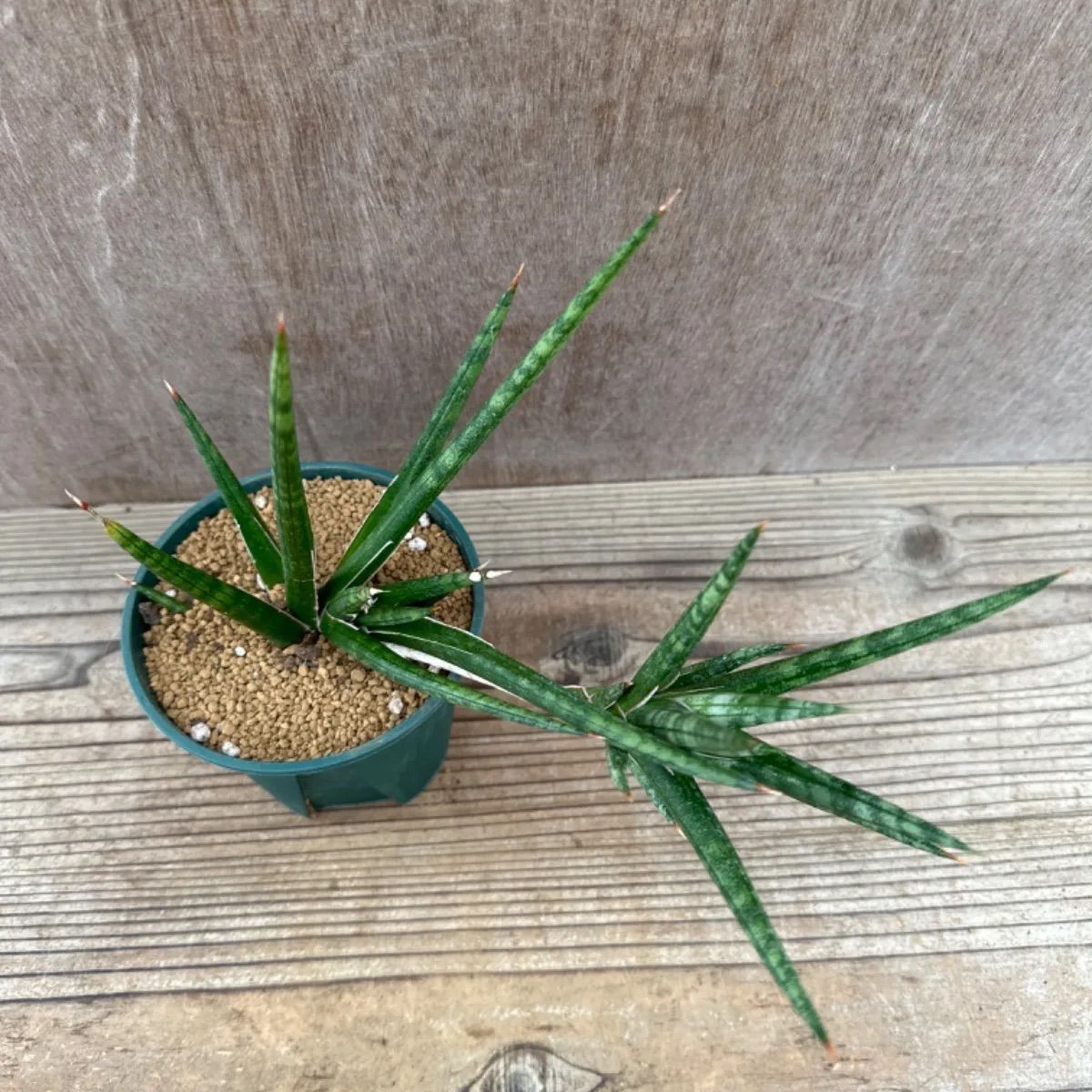 サンセベリア フランシシー② Sansevieria francisii サンスベリア フランシー 現品 観葉植物 観葉 植物 珍奇植物 珍奇 珍しい  レア 希少 インテリア プレゼント おしゃれ かわいい ミニ 小さい おうち時間 グリーン アートプランツ - メルカリ