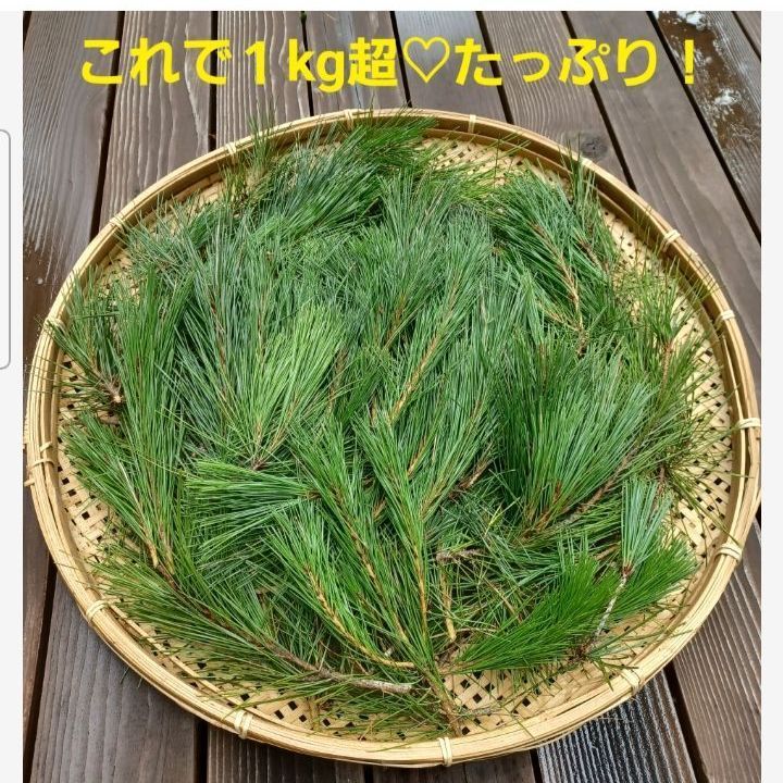 採れたて新鮮♪︎軽井沢産 天然農薬不使用 赤松 松葉 1kg 松の