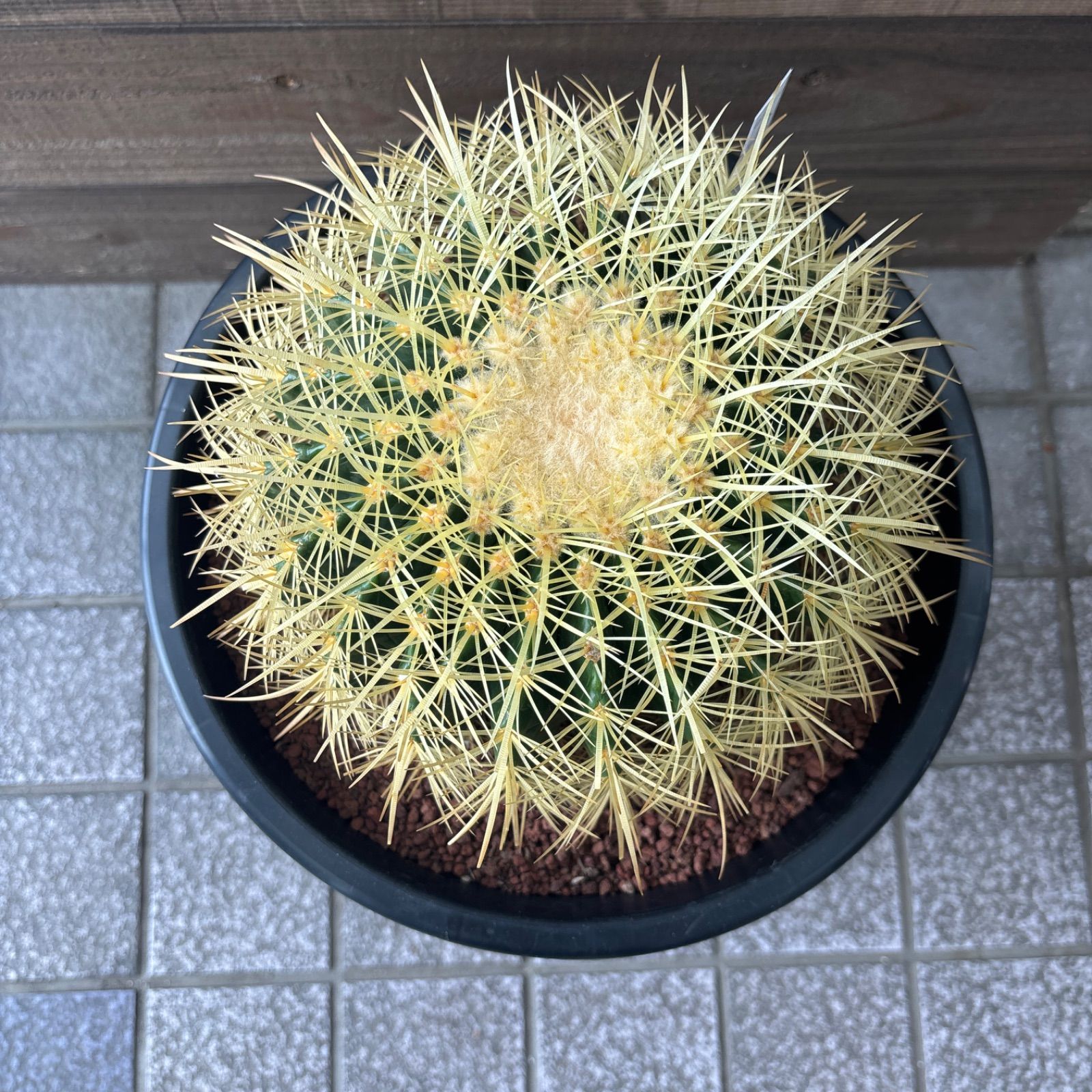 サボテン 金鯱 エキノカクタス 12号 逸品 特大 観葉植物 ロック