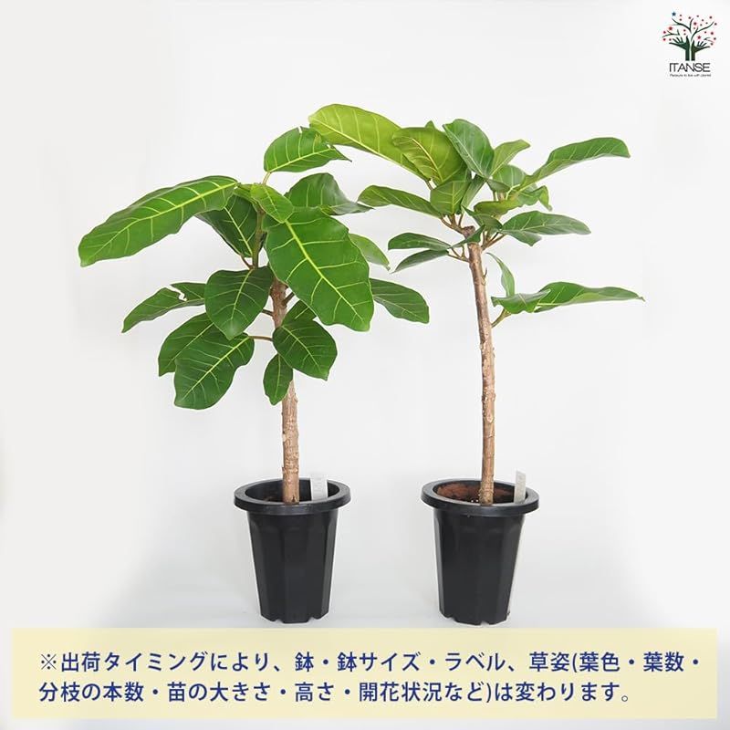 大きな濃い葉が 0