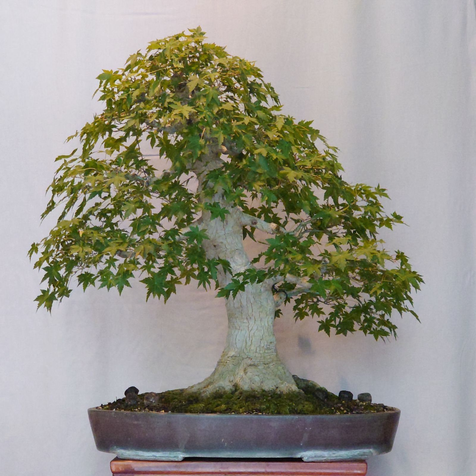 【引取り限定】 盆栽 ヤマモミジ 引取限定】盆栽 ヤマモミジ 引取り限定】 盆栽 ヤマモミジ 小さくても