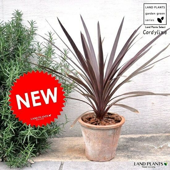 光触媒 人工観葉植物 フェイクグリーン ヤマモミジ ボウル RED モミジ