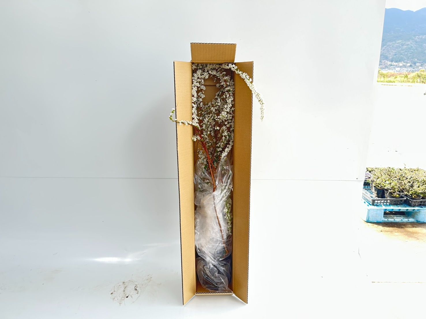 ハードな 15本セット ユキヤナギ樹高0.4m前後15cmポット お洒落女子は必見！