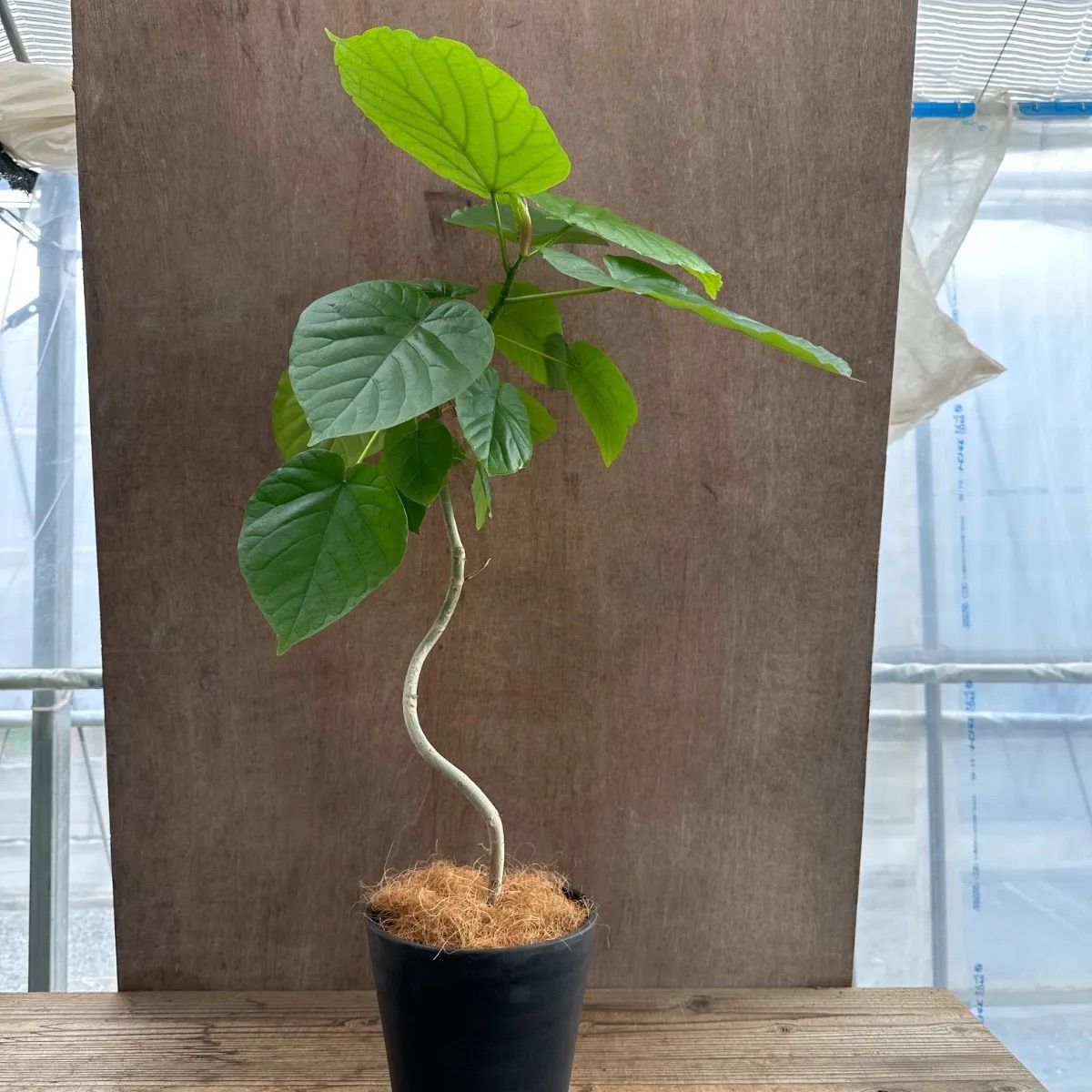 中国美術 釉裏紅 纏枝蓮花鳳紋 折口皿(K-A837)