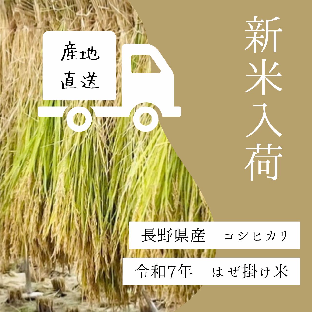 送料込 数量 令和７年新米 コシヒカリ 長野県産 白米 10ｋｇ 10キロ 農家 お米 米 新米 はぜ掛け はぜ掛け米 精米済み 産地直送 秋 食欲の秋