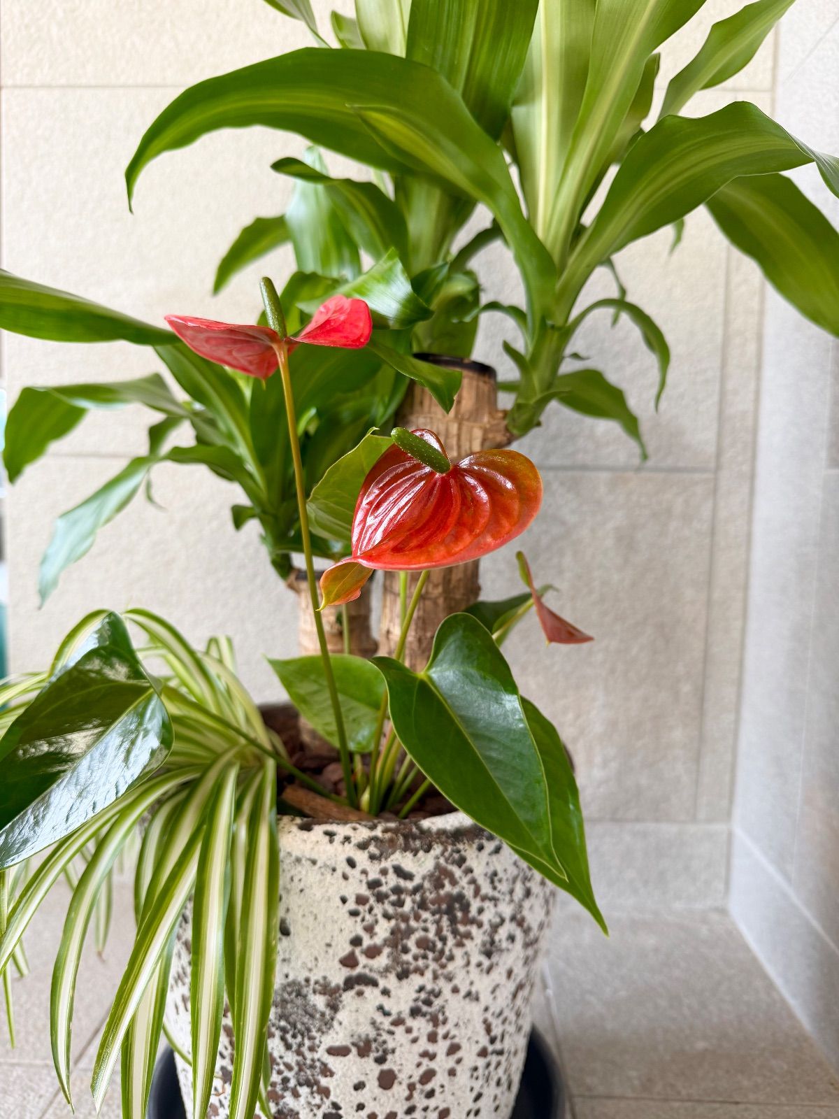 陶器鉢付き 受け皿付