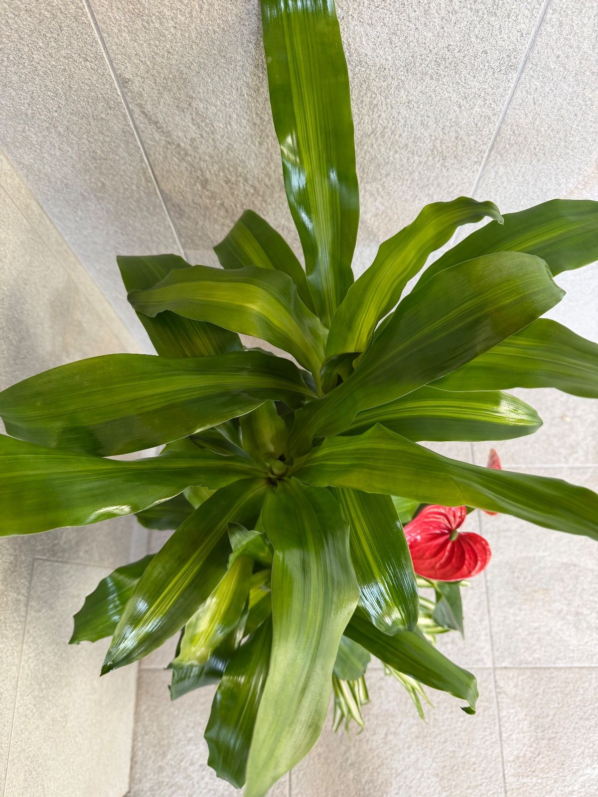 寄せ植え 陶器鉢付き