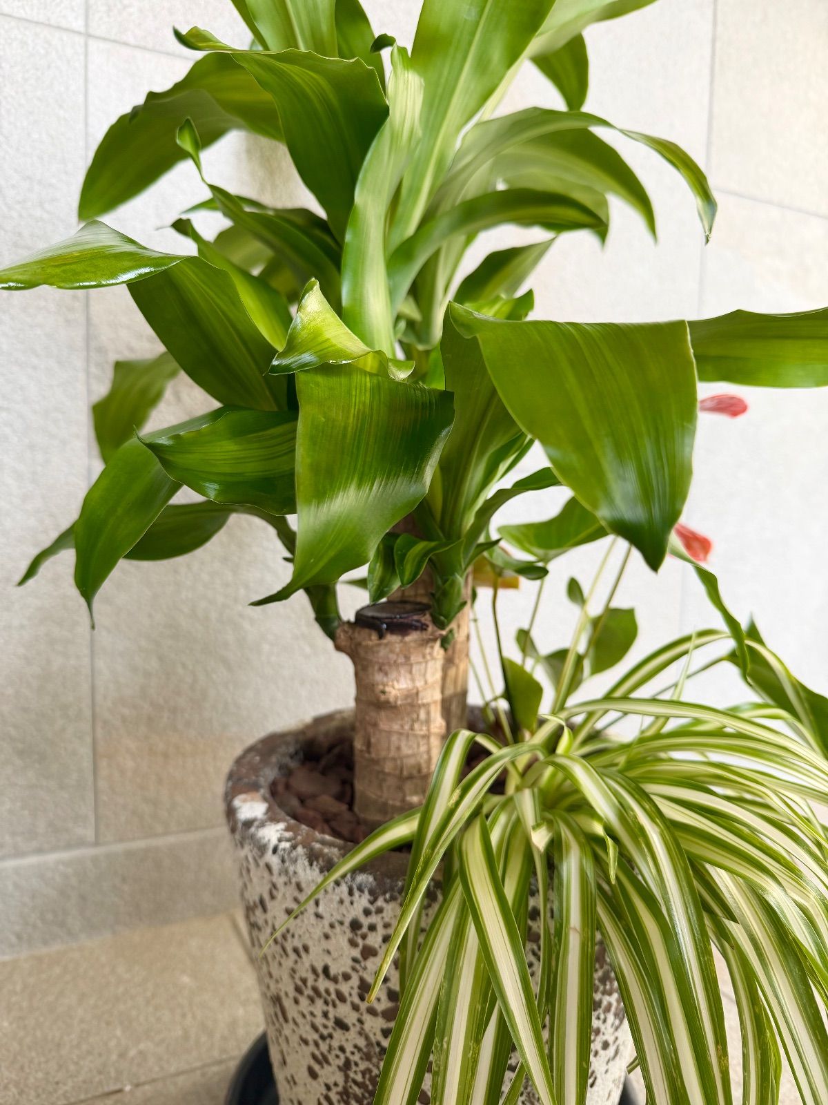 【最安値人気】 幸福の木 ドラセナ マッサンゲアナ 寄せ植え 陶器鉢付き 受け皿付 専門店ならではの品揃え！