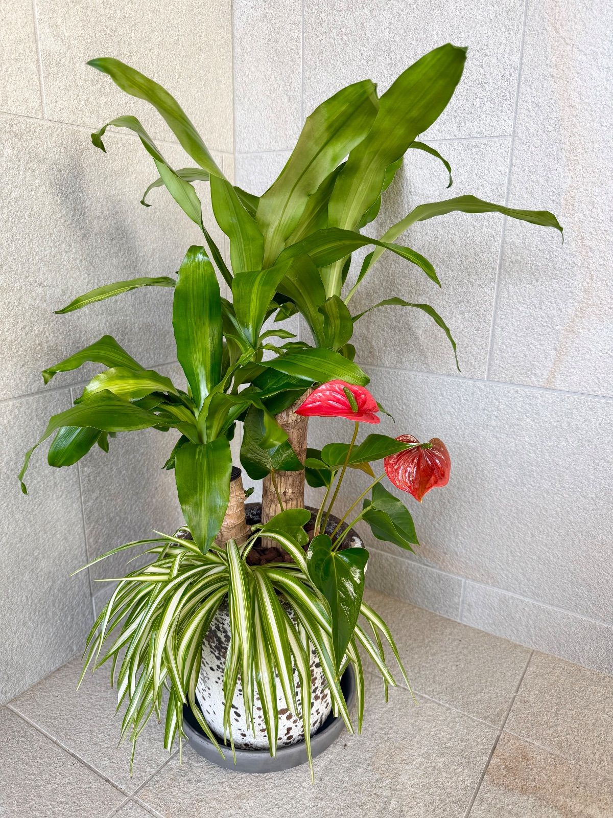 幸福の木 ドラセナ マッサンゲアナ 寄せ植え 陶器鉢付き 受け皿付