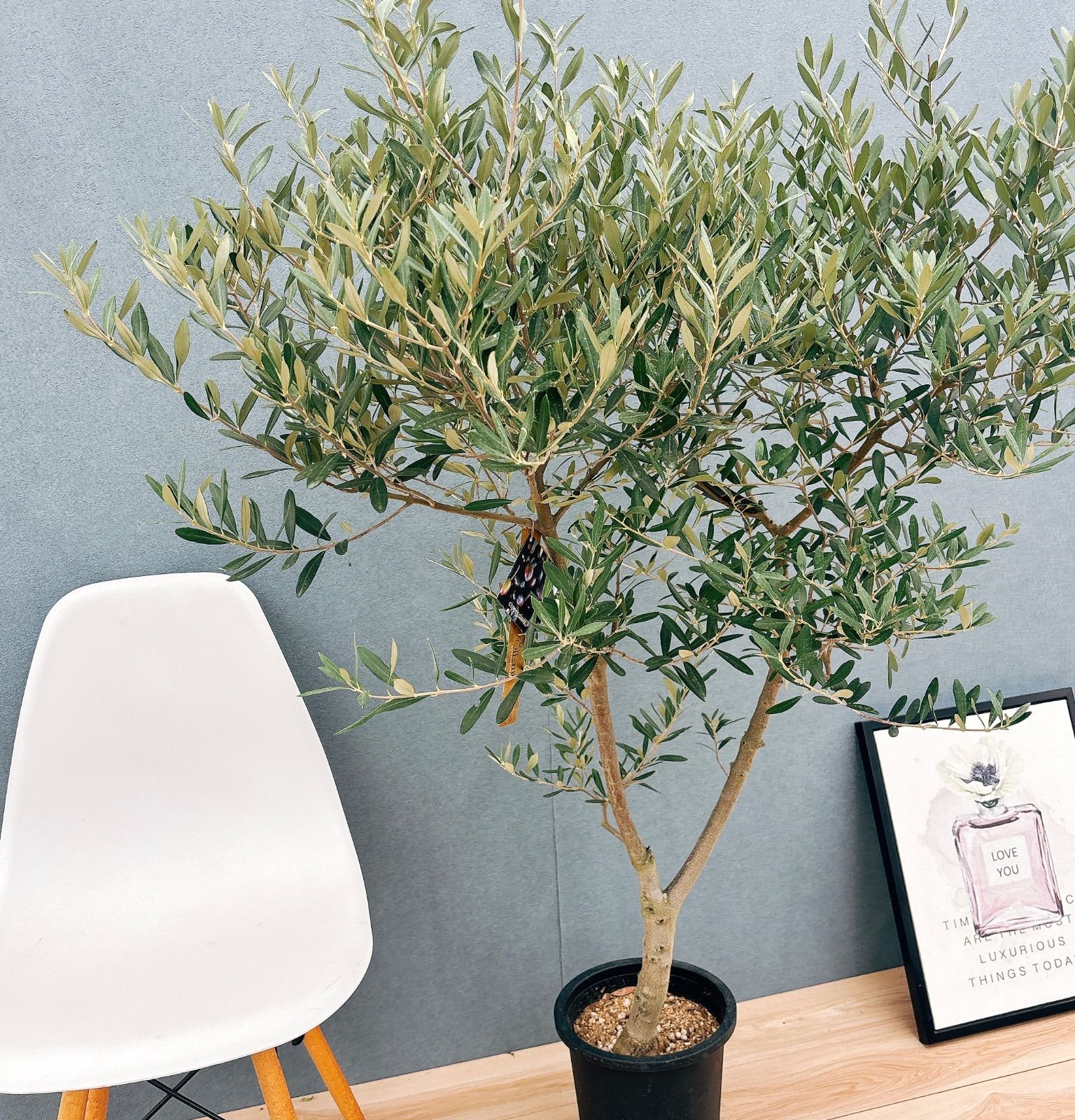 現品 15番 創樹 オリーブ オリーミー 8号 観葉植物 大型 プラ鉢 玄関 Oli-me ラベル付き オリー実ー