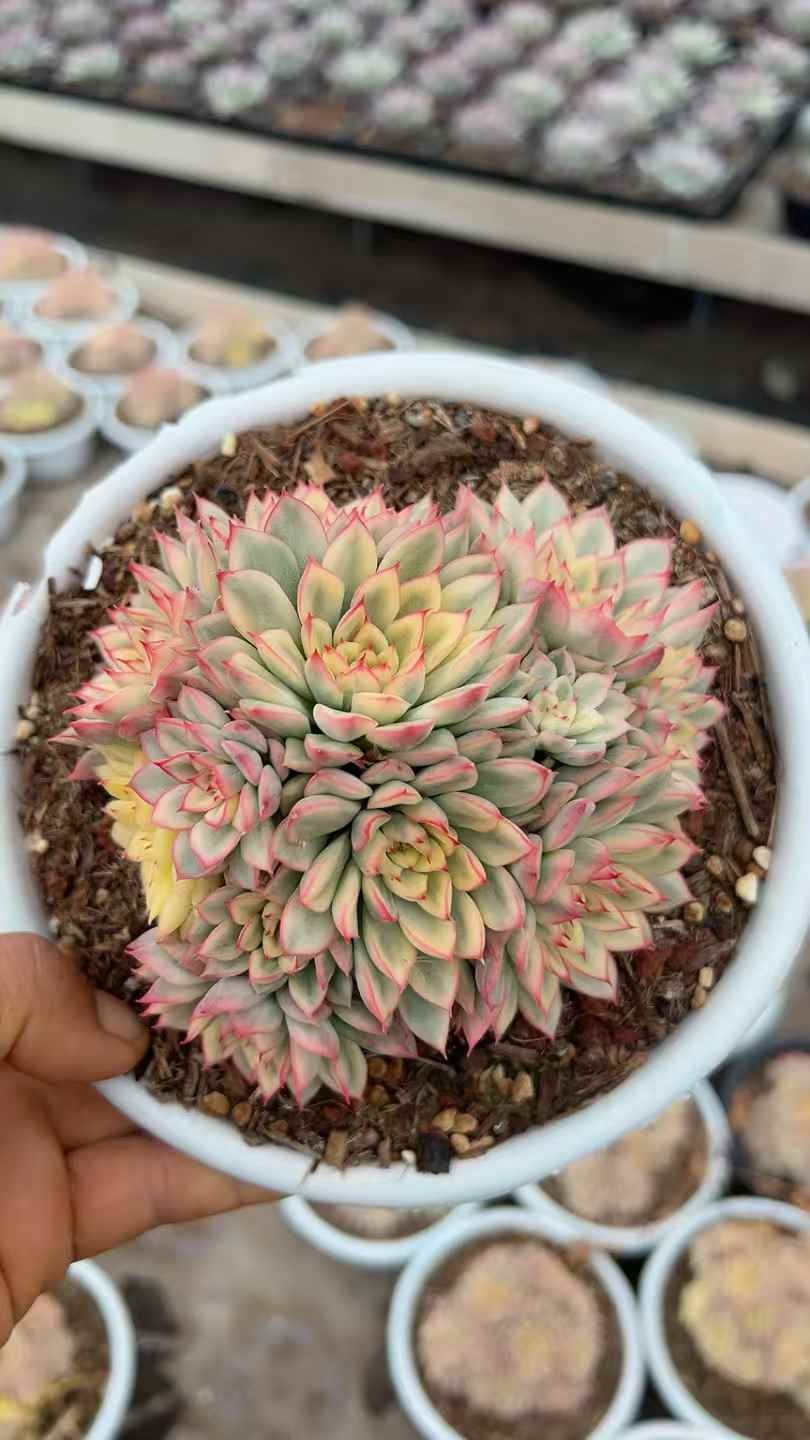 6株×メヒナニシキ 多肉植物 エケベリア セダム アエオニウム