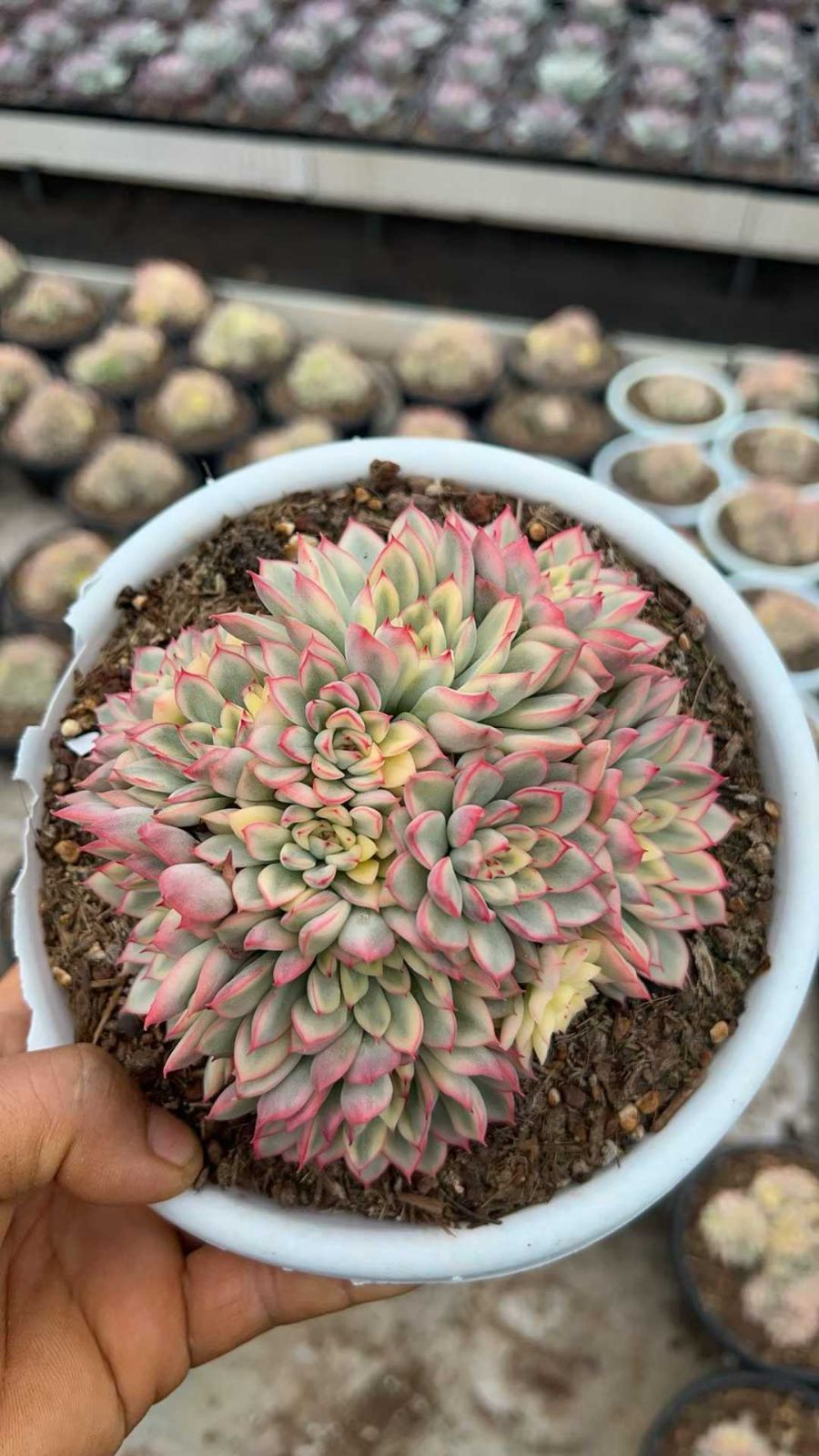 6株×メヒナニシキ 多肉植物 エケベリア セダム アエオニウム