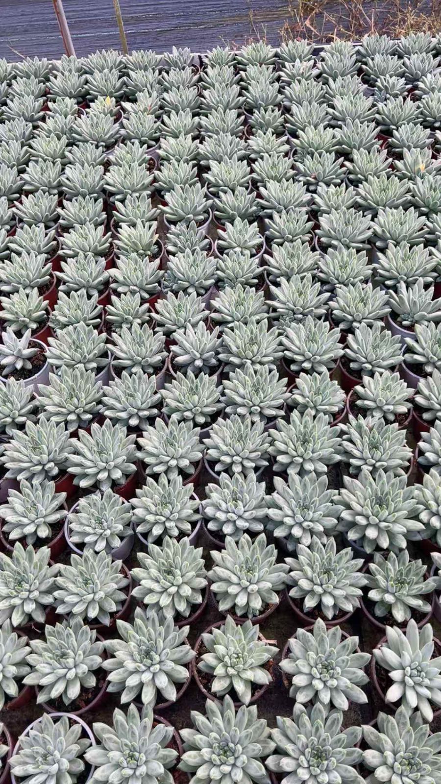 ハナページ　8点セット 18株×ビジン 多肉植物 エケベリア セダム アエオニウム