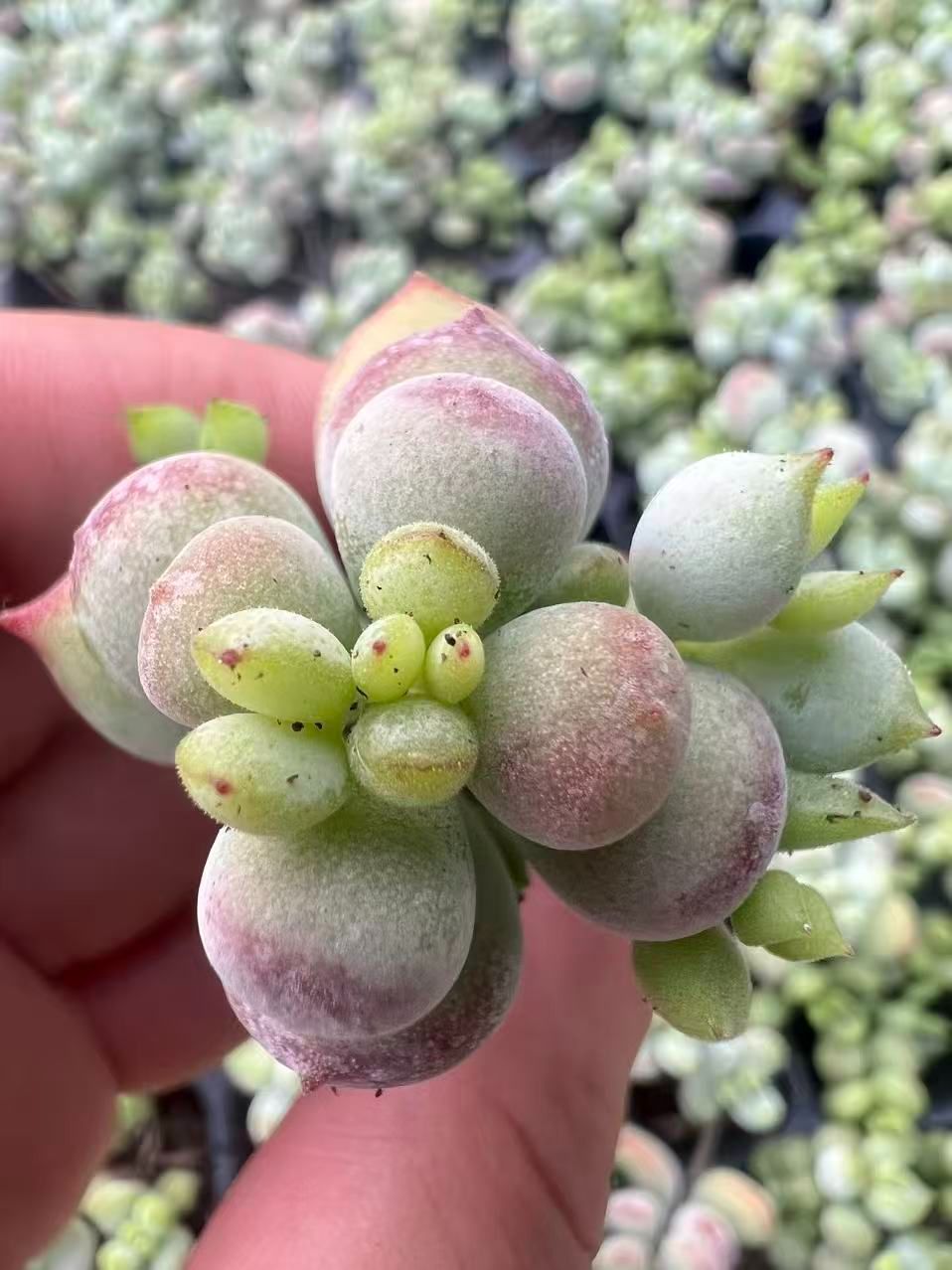 128苗×ダルマフクムスメ 多肉植物 エケベリア セダム アエオニウム
