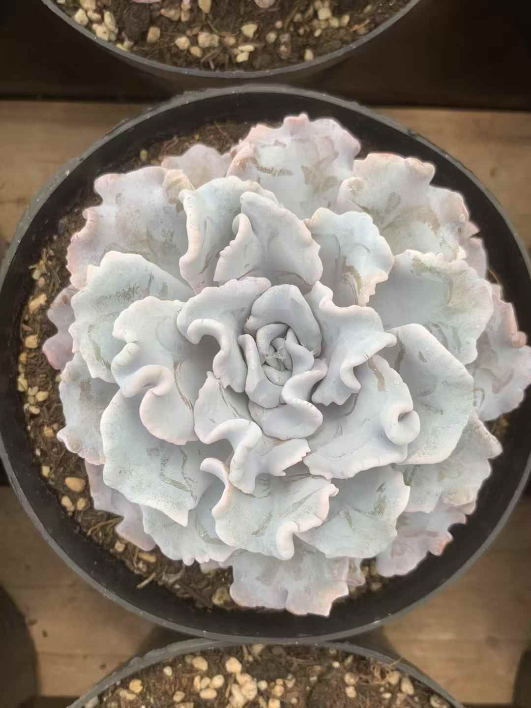 サボテン 金鯱 キンシャチ 12号 逸品 特大 観葉植物 ロックガーデン