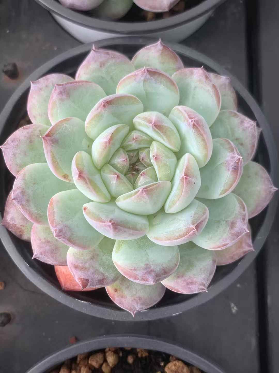 18株×コウシュウ 多肉植物 エケベリア セダム アエオニウム