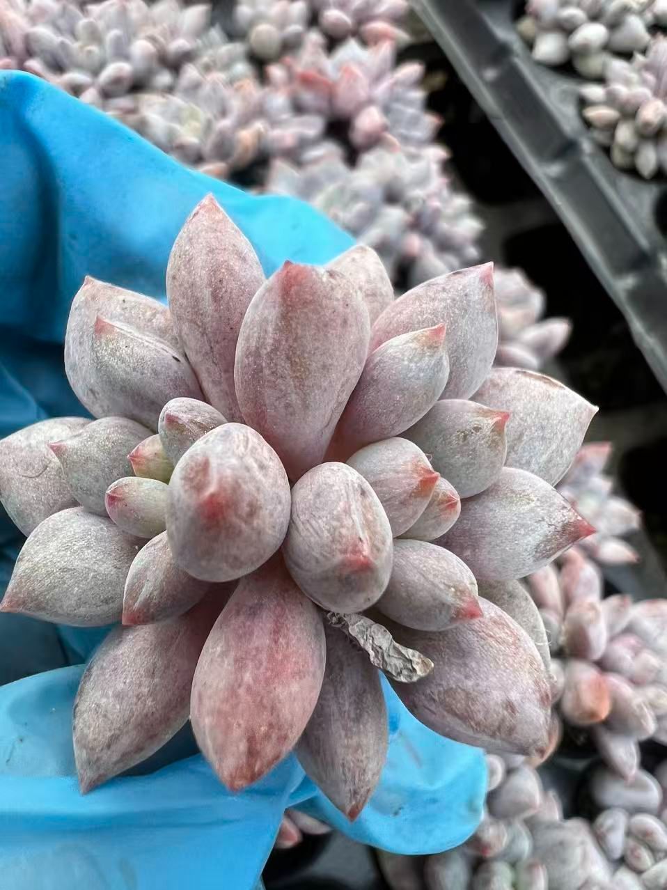 105苗×ハンゲ 多肉植物 エケベリア セダム アエオニウム