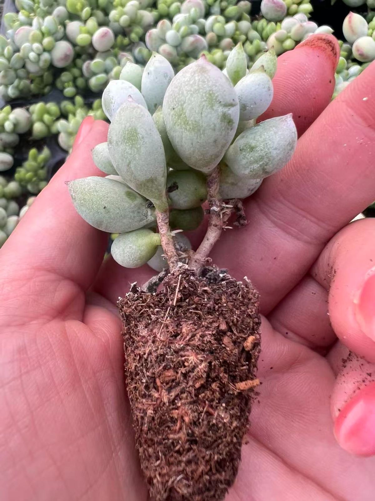 128苗×ダルマフクムスメ 多肉植物 エケベリア セダム アエオニウム