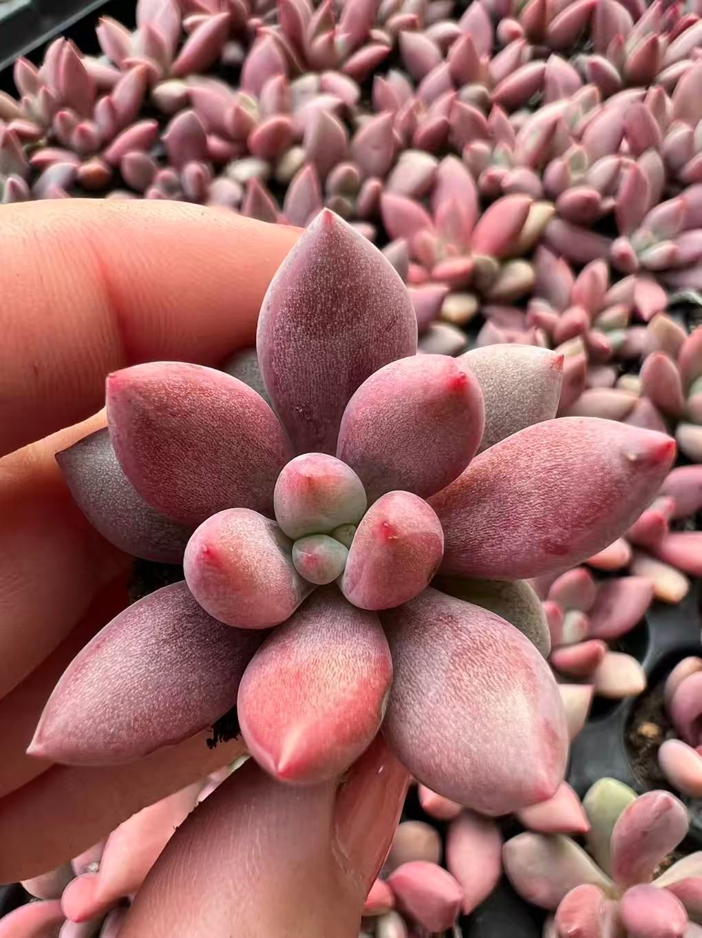 105苗×トウカゲン 多肉植物 エケベリア セダム アエオニウム
