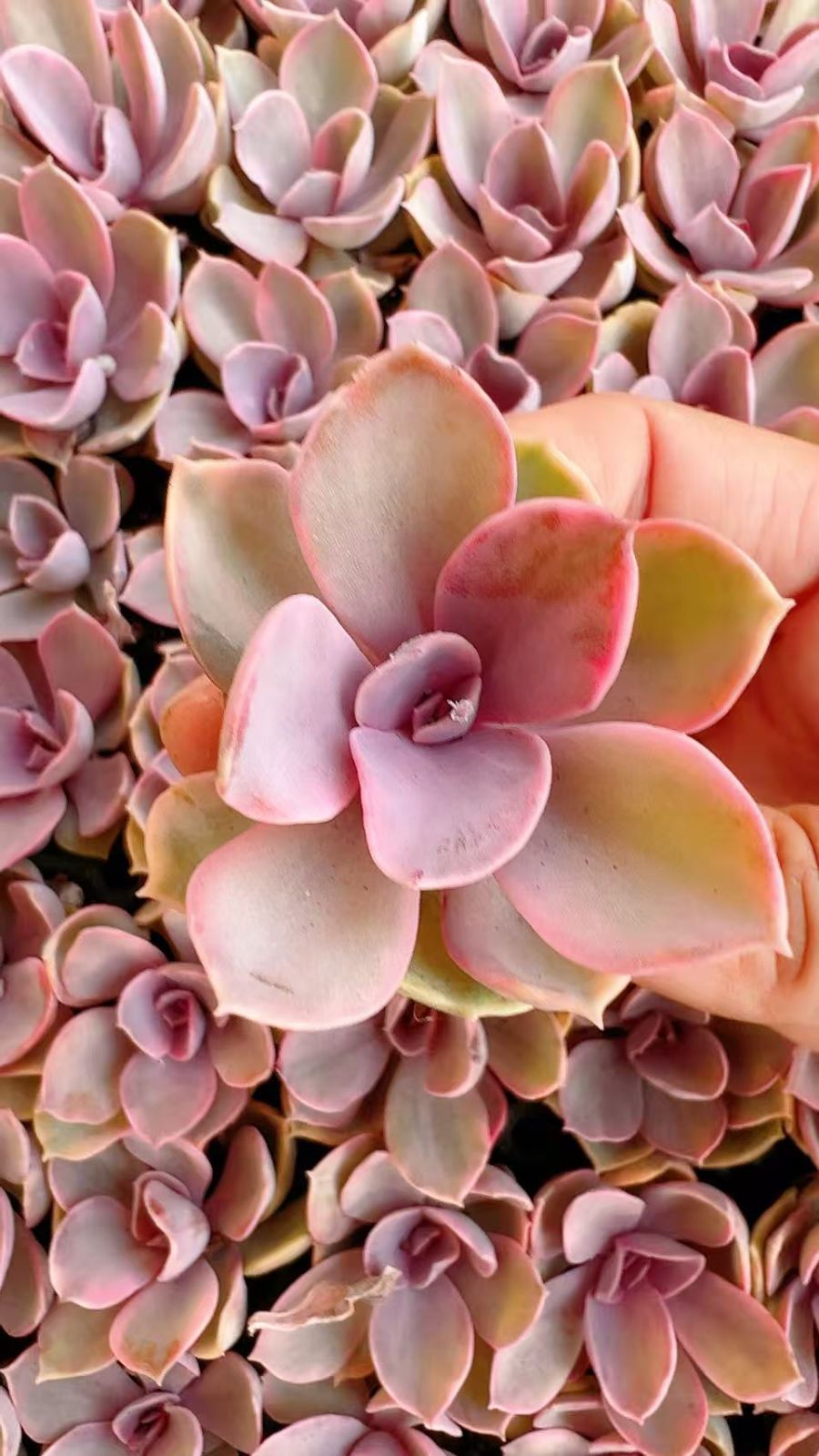 あ*お様 A767-4 ロココ 105苗 多肉植物 土根付き エケベリア 韓国苗